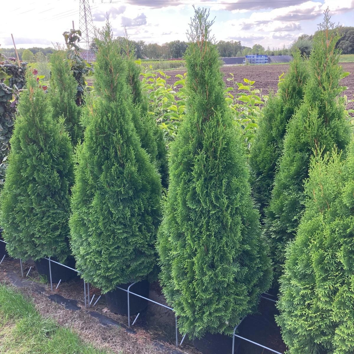 Thuja occ. 'Smaragd', D 50