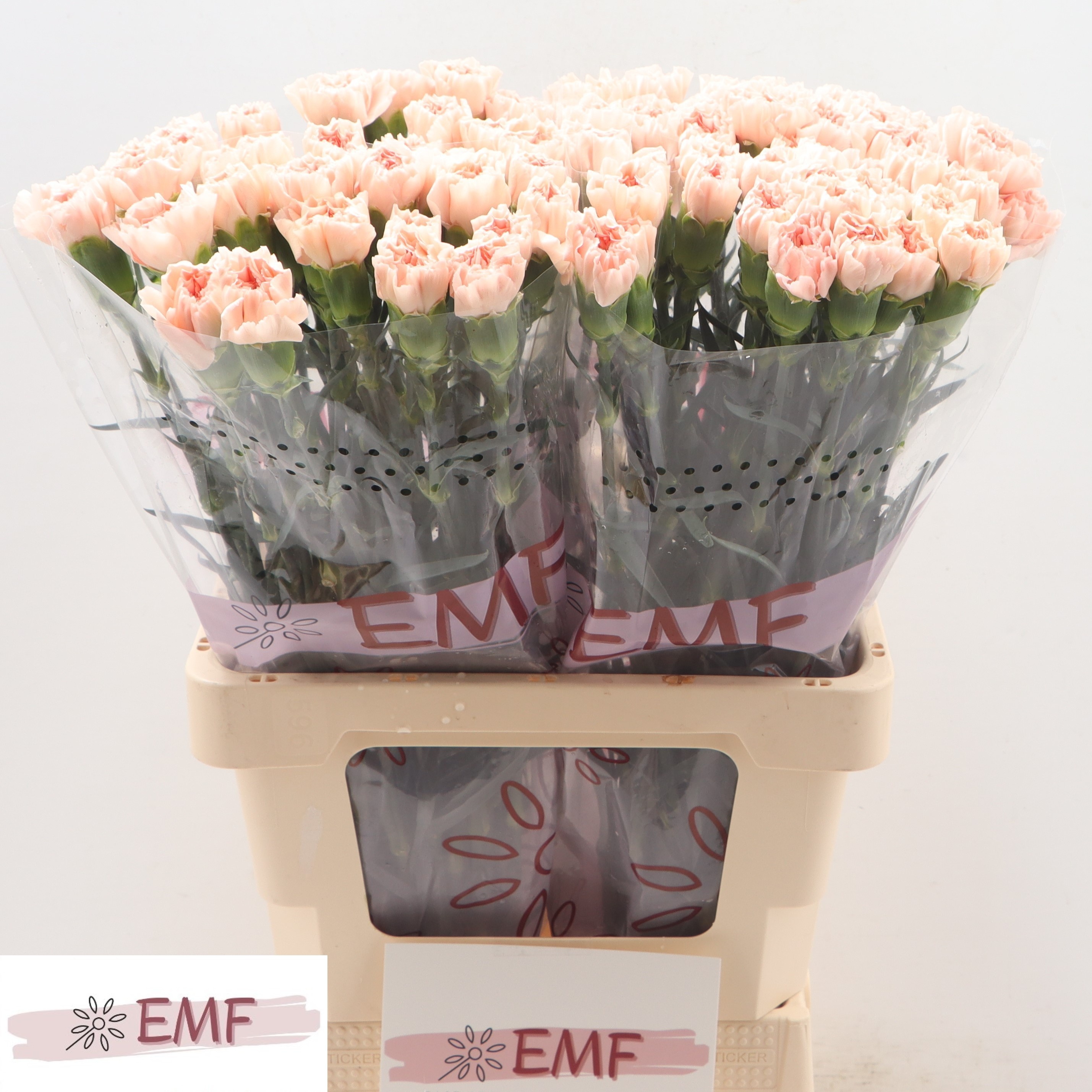 Диантус од. Новиадо, шт.