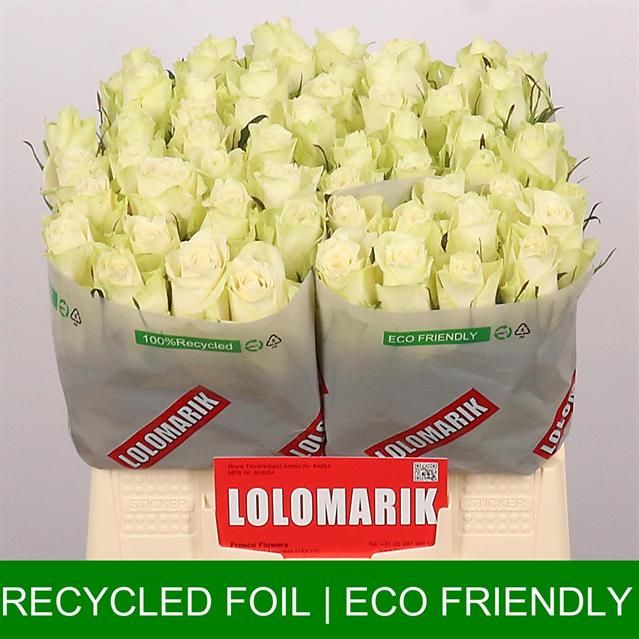 Роза од. Атена 40, шт.