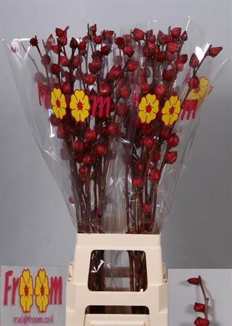 Гибискус Рэд Стар 90, шт.