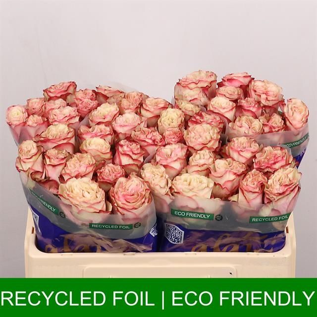 Роза од. Кантри Кэнди 50, шт.