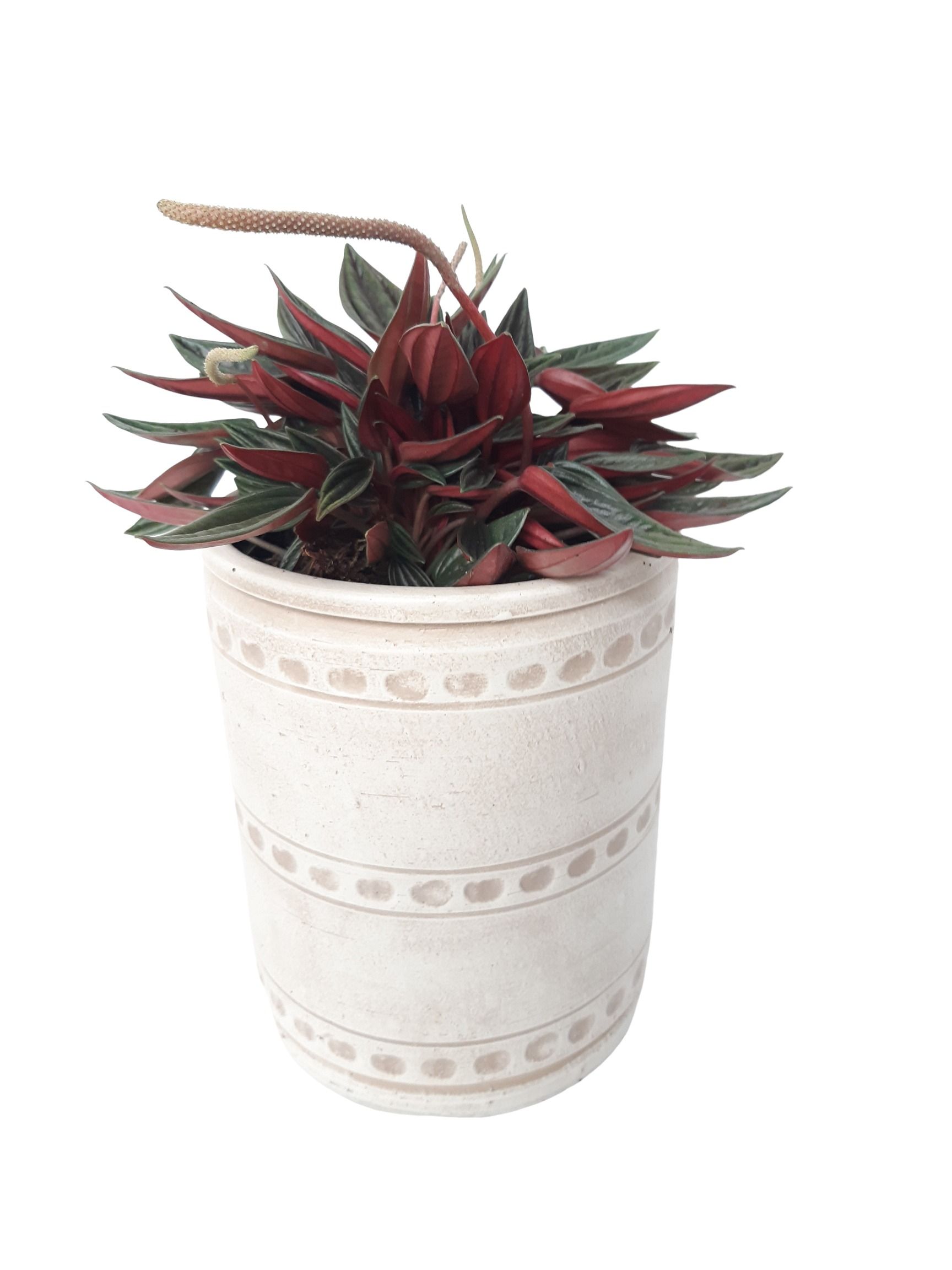 PCV16ROS Cilindervaas Creme 16cm Peperomia Rosso, D 16