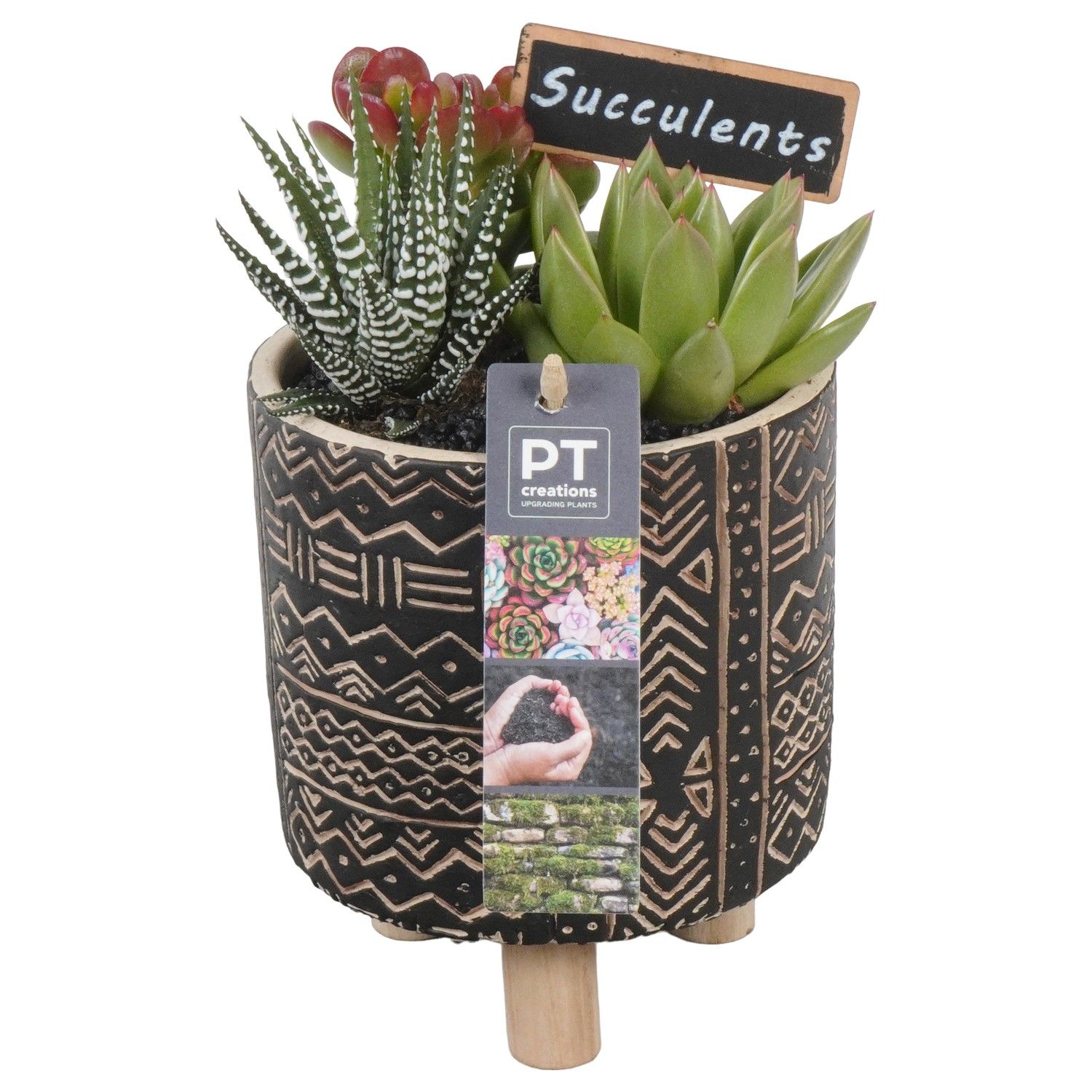 PTSU8488 Arrangement Succulenten in beton pot op houten voet, D 13