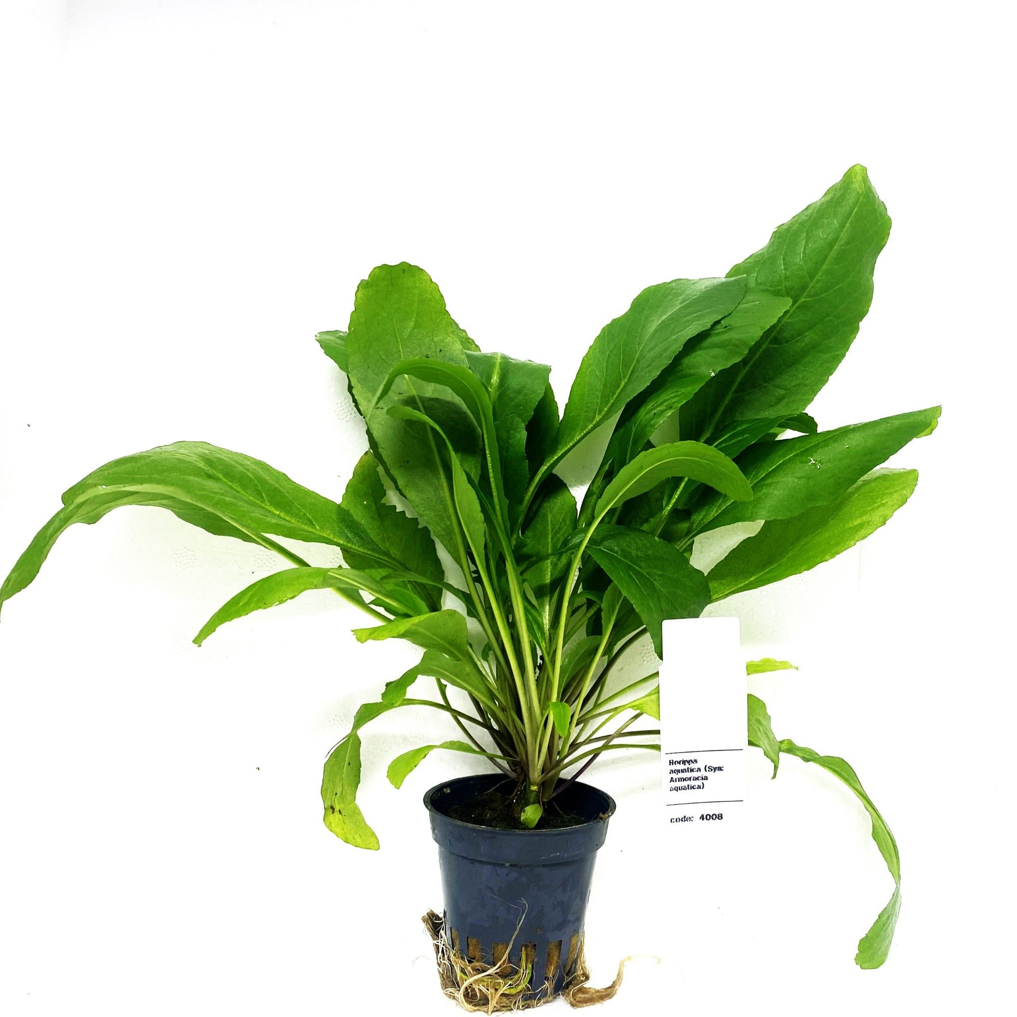 Amoracia aquatica, D 5