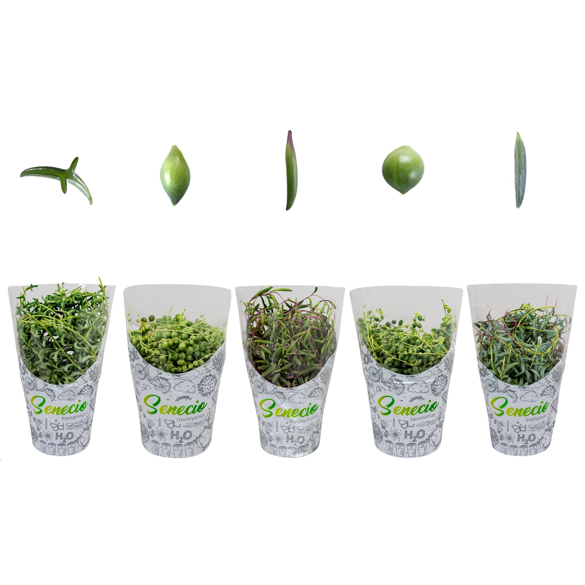 Senecio Mix in H2O Hoes (5 soorten) - Rowleyanus, Herreianus, Hallianus, Peregrinus en Purple Flush, D 12