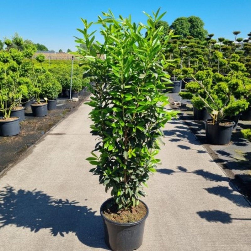 Prunus l. 'Mariblon', D 43