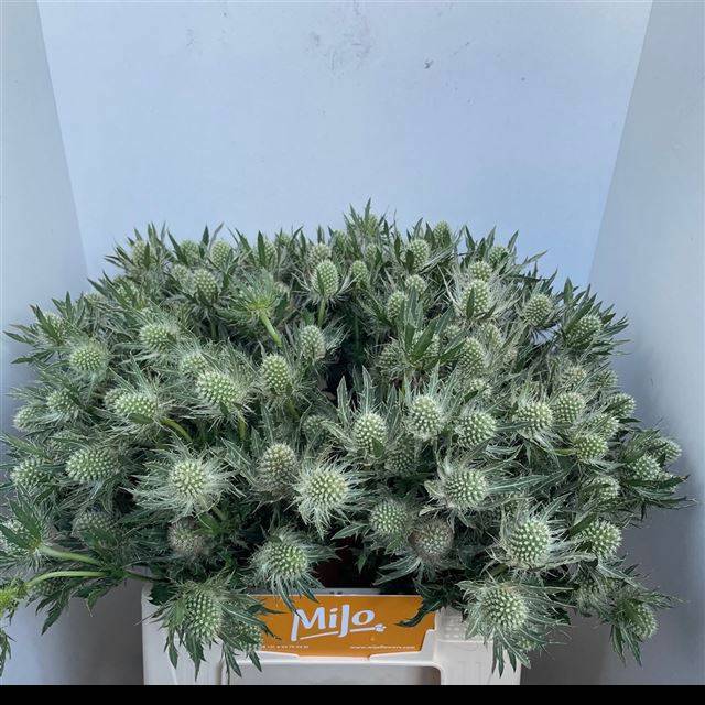 Эрингиум Мэджикал Вайт Лагун 40, шт.