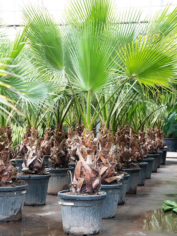 Washingtonia robusta 'Hybrid' (200-250), D 50