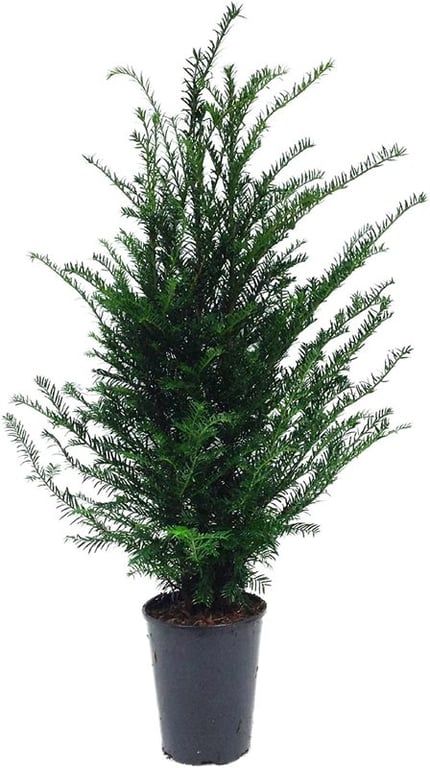Taxus baccata (zonder etiket), D 21