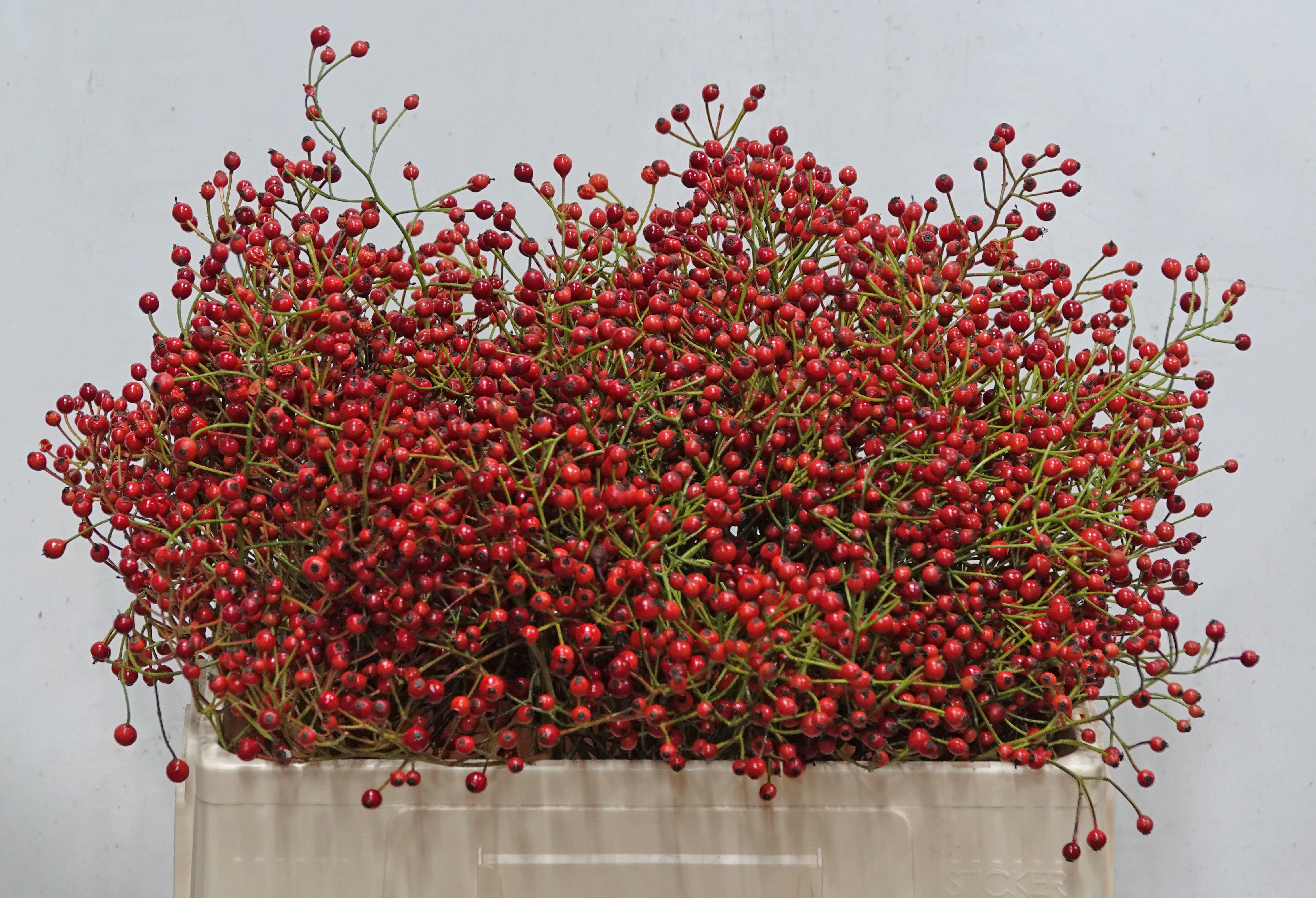 Рузботель Отем Спирит 50, шт. Рузботель Отем Спирит 50, шт.