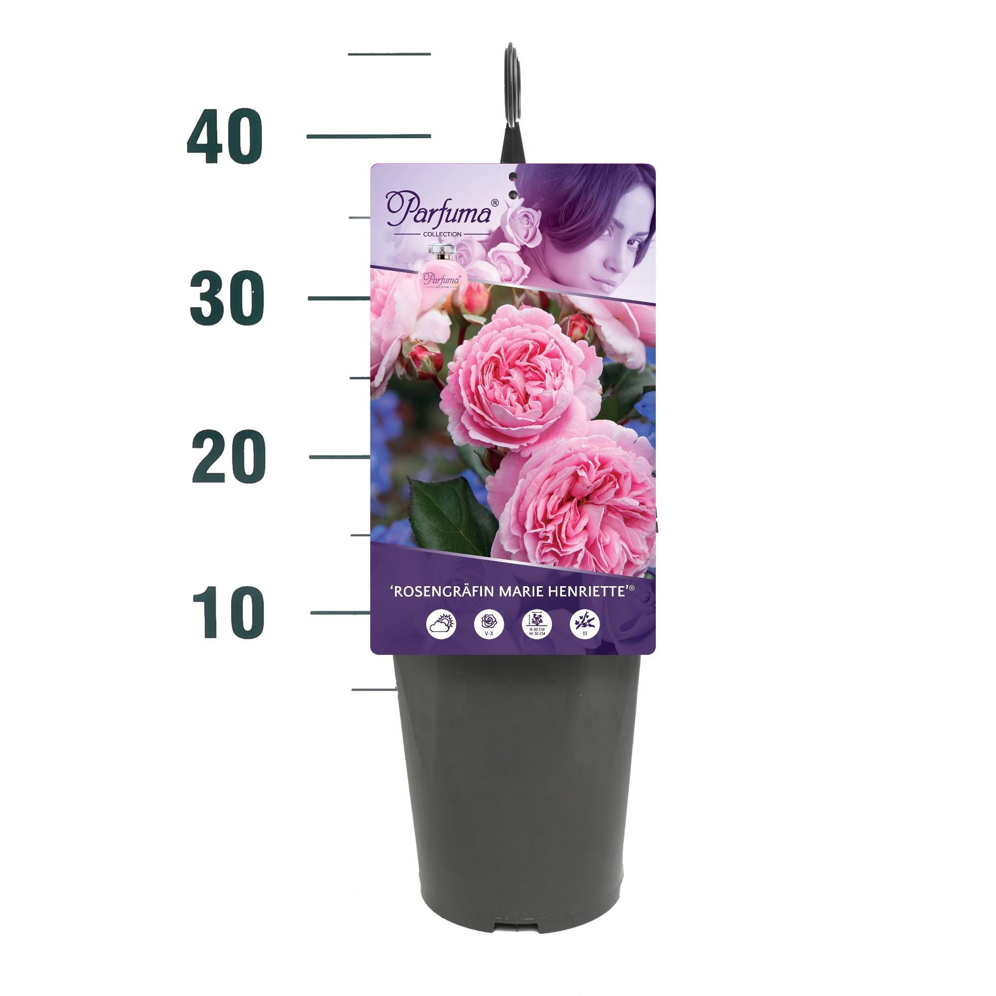 Rosa 'Rosengräfin Marie Henriette' - Struik - C3rp - Parfuma, D 19