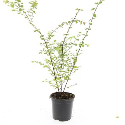 Symphoricarpos ch. 'Hancock', D 14 cm