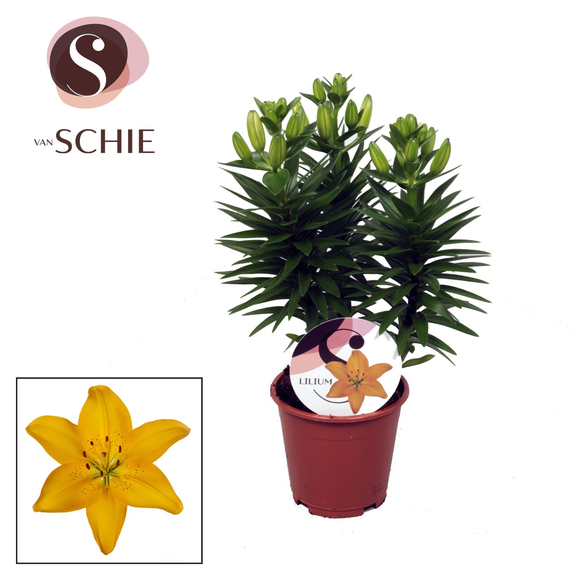 Lilium Az Matrix Yellow 13cm, D 13