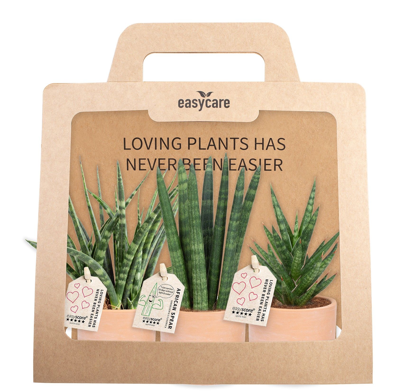 3-Pack Raw Terracotta, Cites Free, D 7