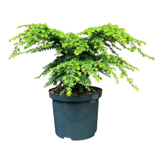 Tsuga c. 'Green Globe', D 23 cm