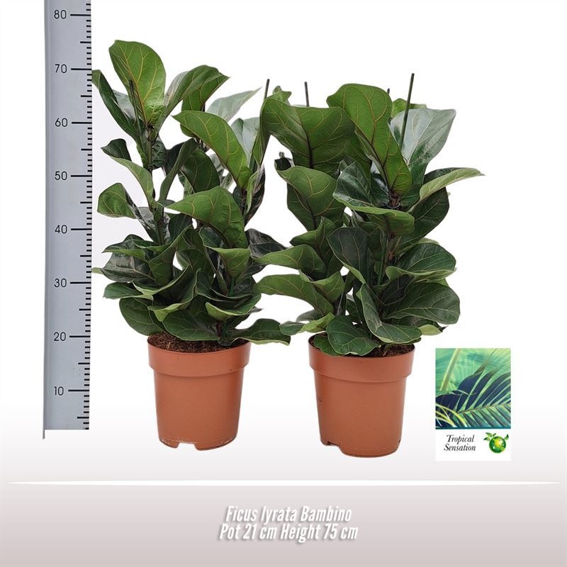 Ficus lyrata Bambino, D 21