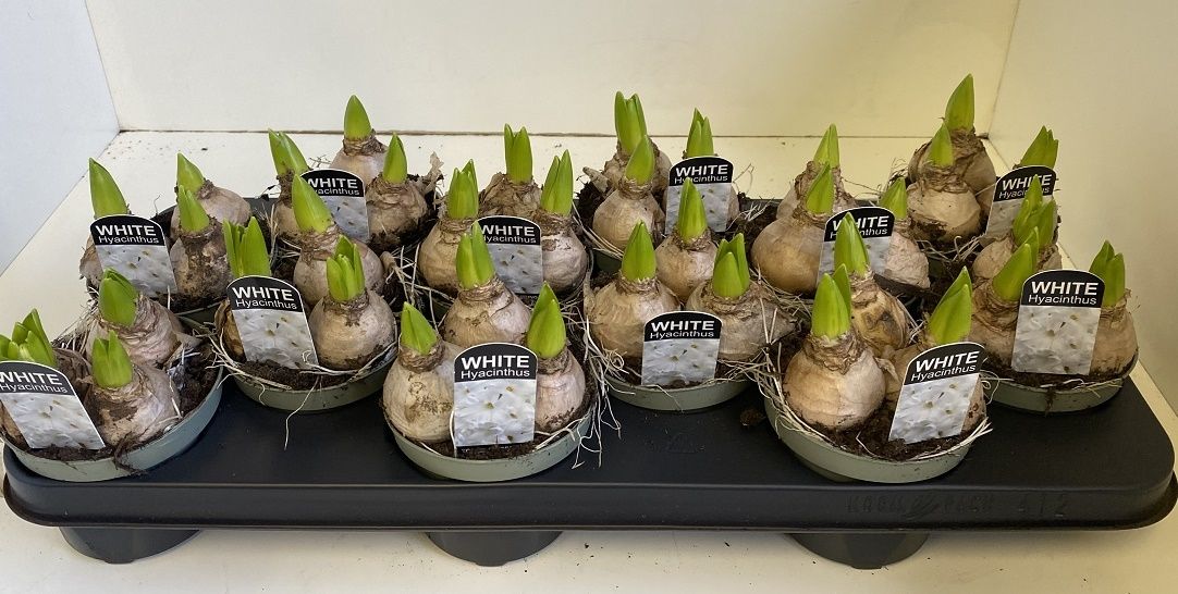 10.5 cm Hyacint White Pearl in olijfgroene pot, D 10,5 cm