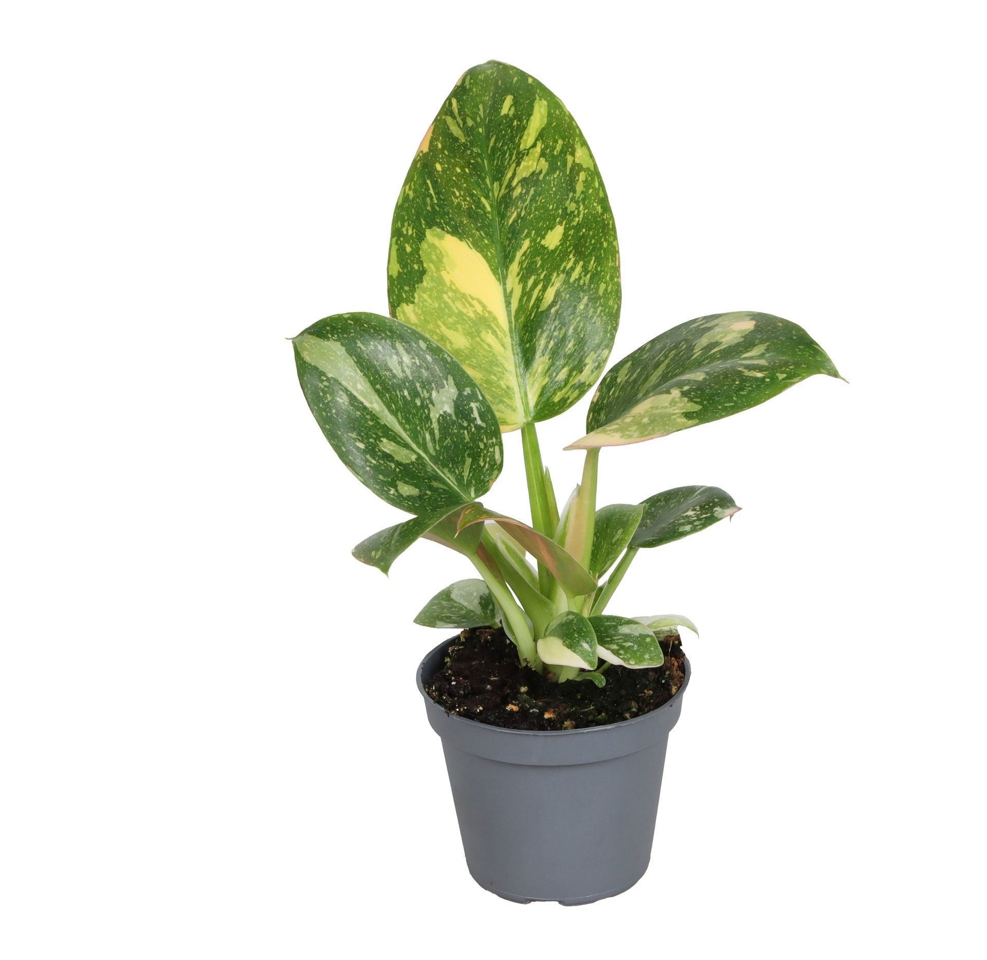 Philodendron Green Congo Variegata 6 cm, D 6