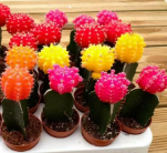 кактус Колорфул болл 9 20