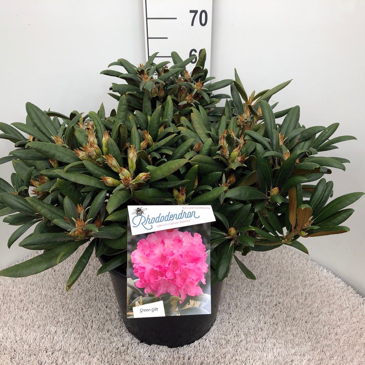 Rhodo. (Y) 'Kalinka' pink, D 37
