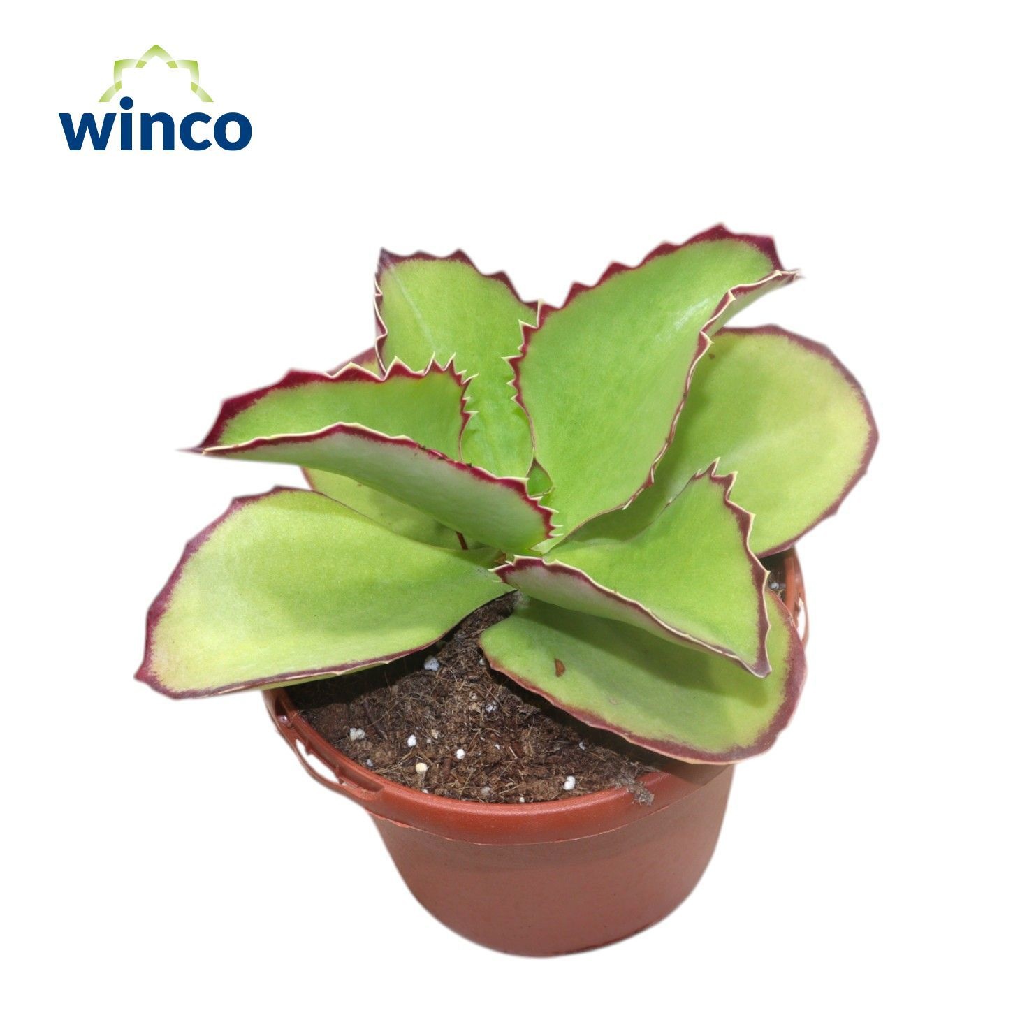 Kalanchoe Synsepala, D 17