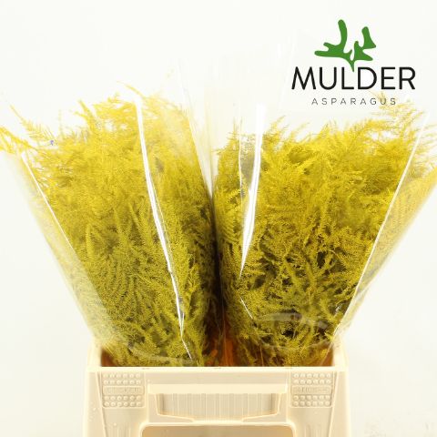 Аспарагус Овериг Крашеный (краш. ) 45, шт.