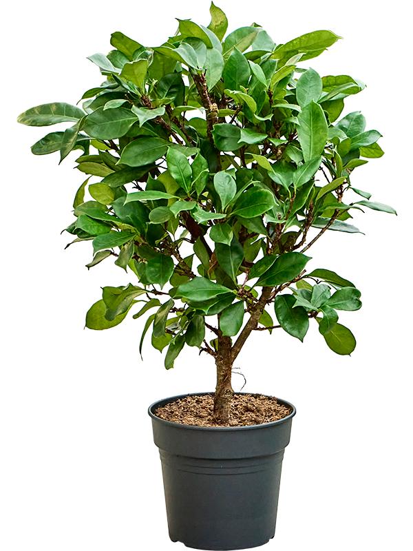 Ficus cyathistipula, D 30