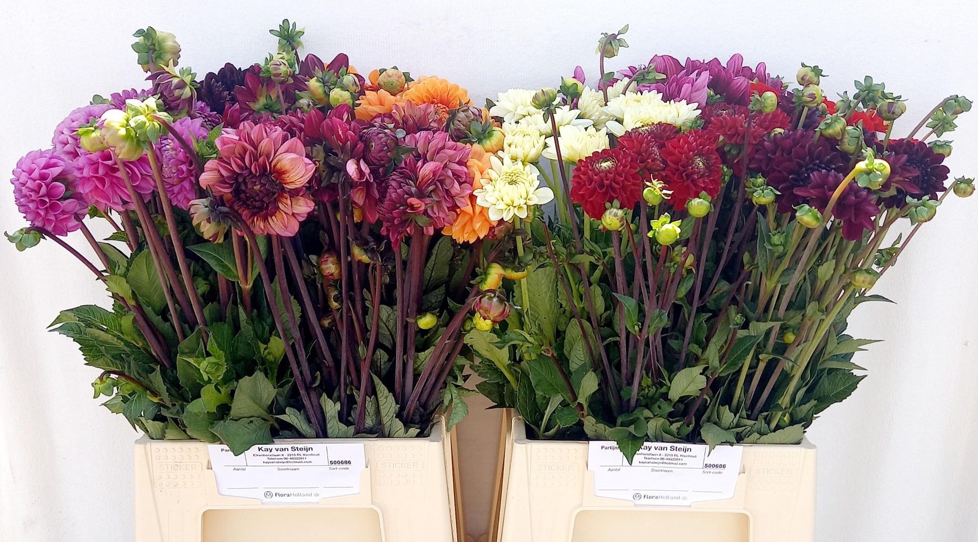 Георгина Овериг 45, шт.