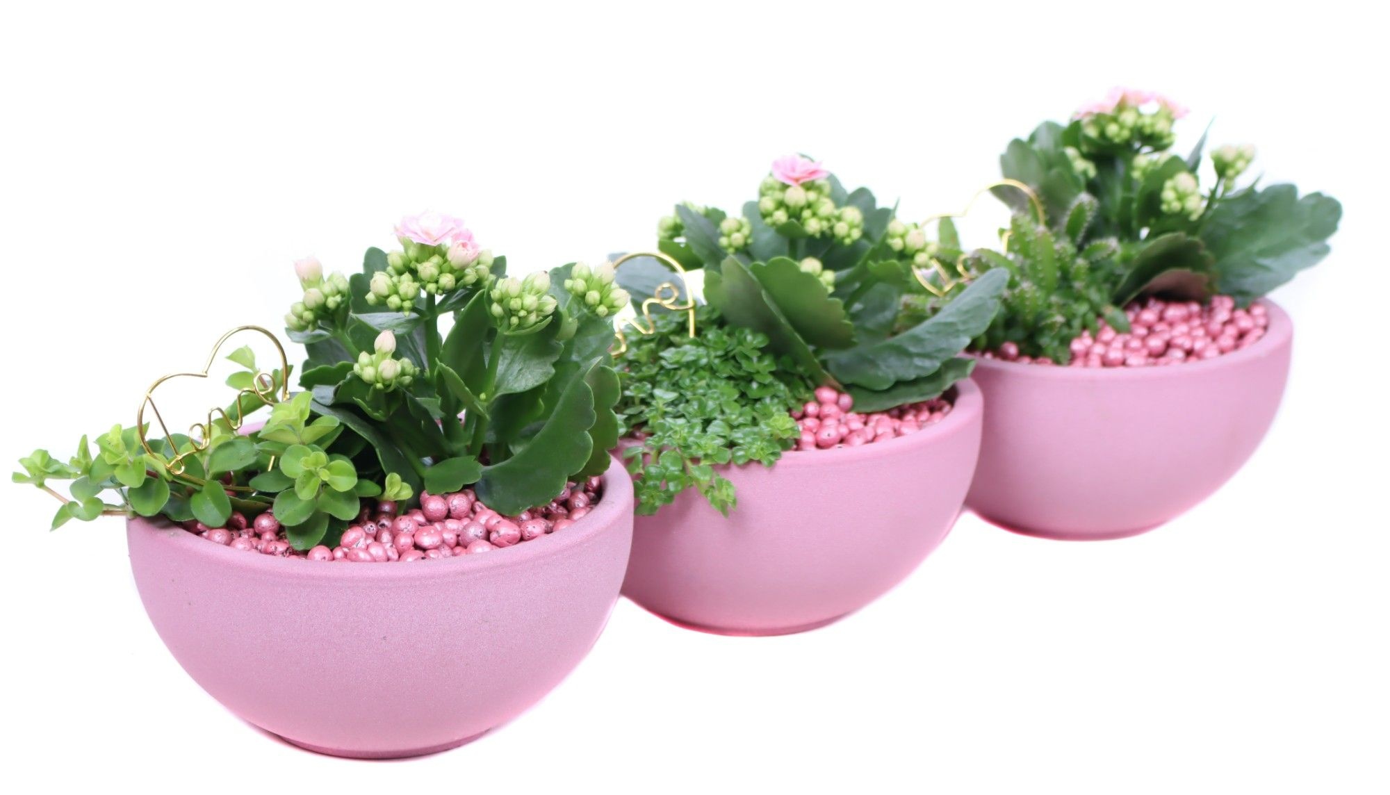 Opgemaakte valentijn schaal met geverfd eheveria 6 m en hedera, D 15