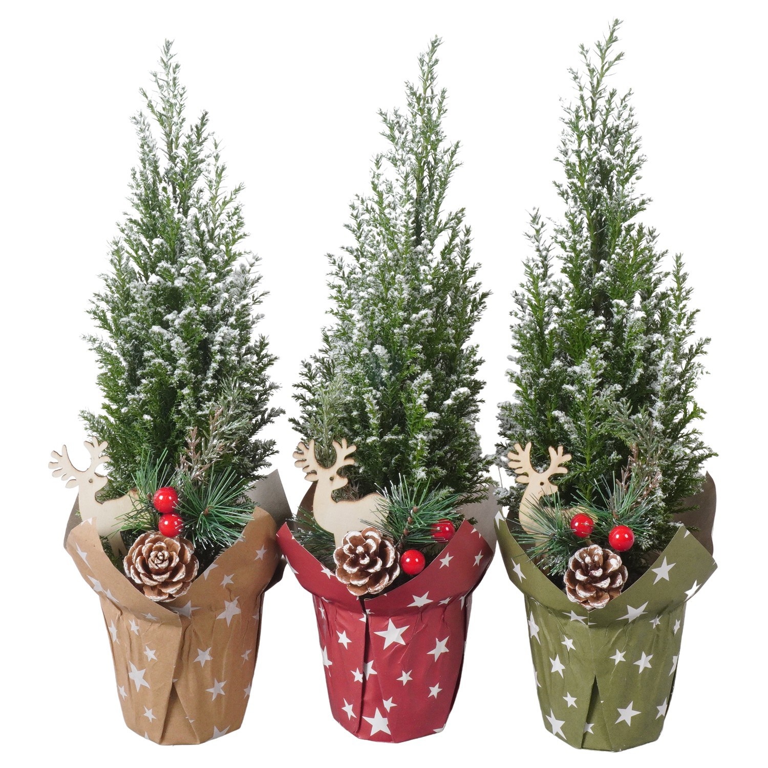 PTK26720 Ellwoodii met sneeuw in papieren potcover mix met deoratie, D 9