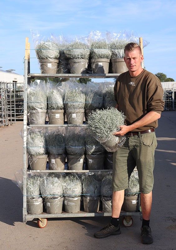 CALOCEPHALUS BROWNII, D 23 cm