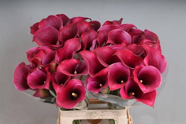 Калла Кэптен Промис 65, шт.