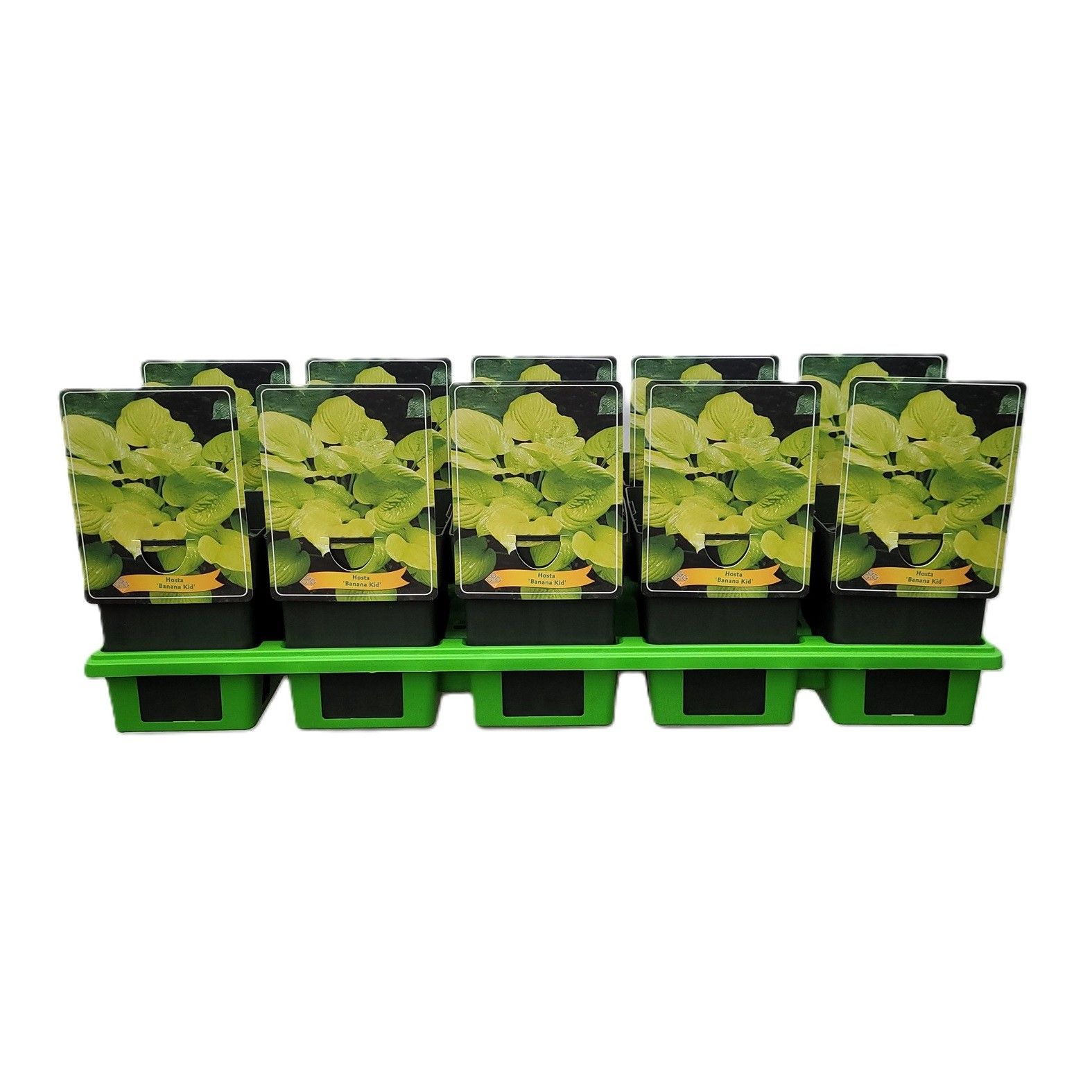 Hosta 'Banana Kid' P11, D 11