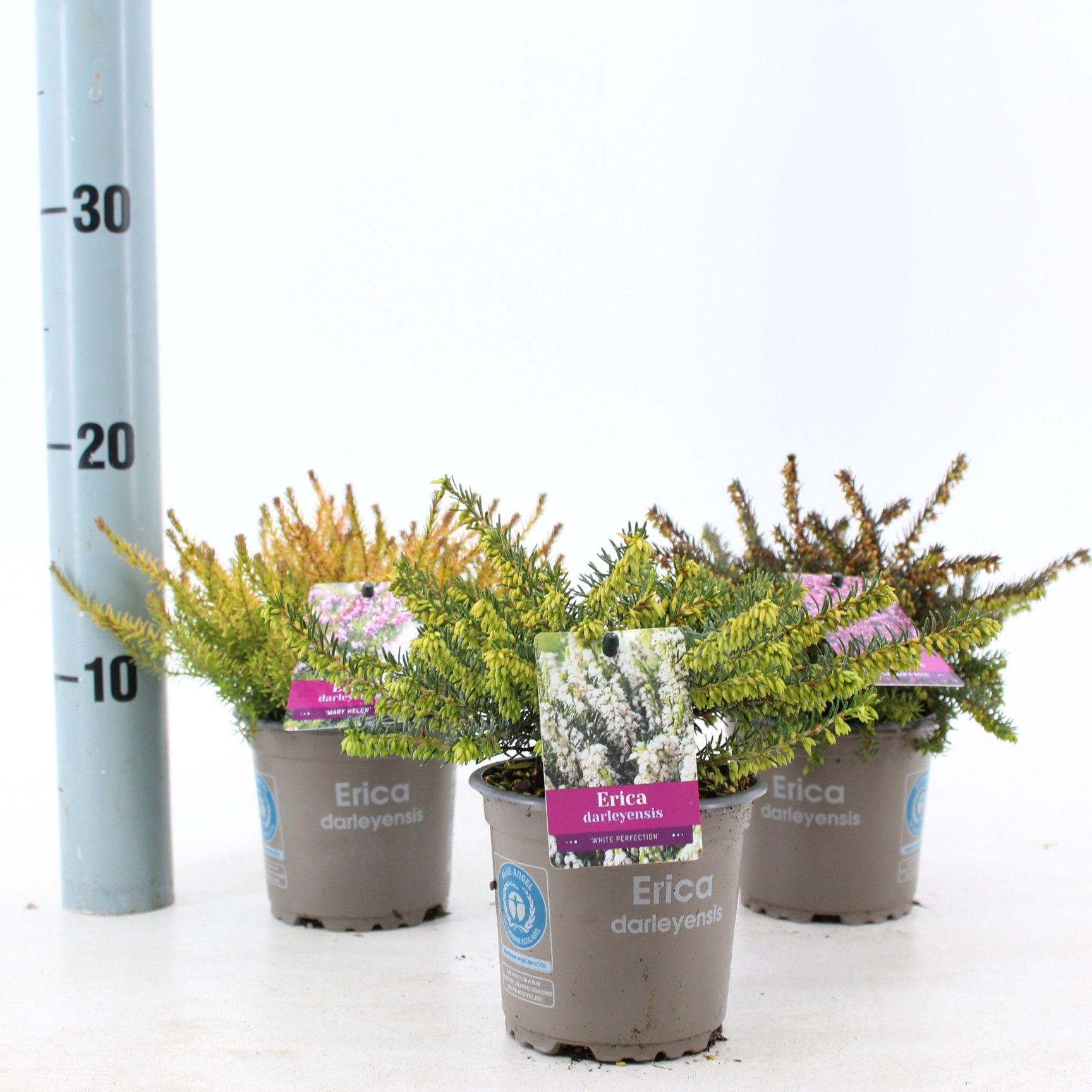 Erica darl mix P10,5 (minimum order one layer), D 10,5 cm