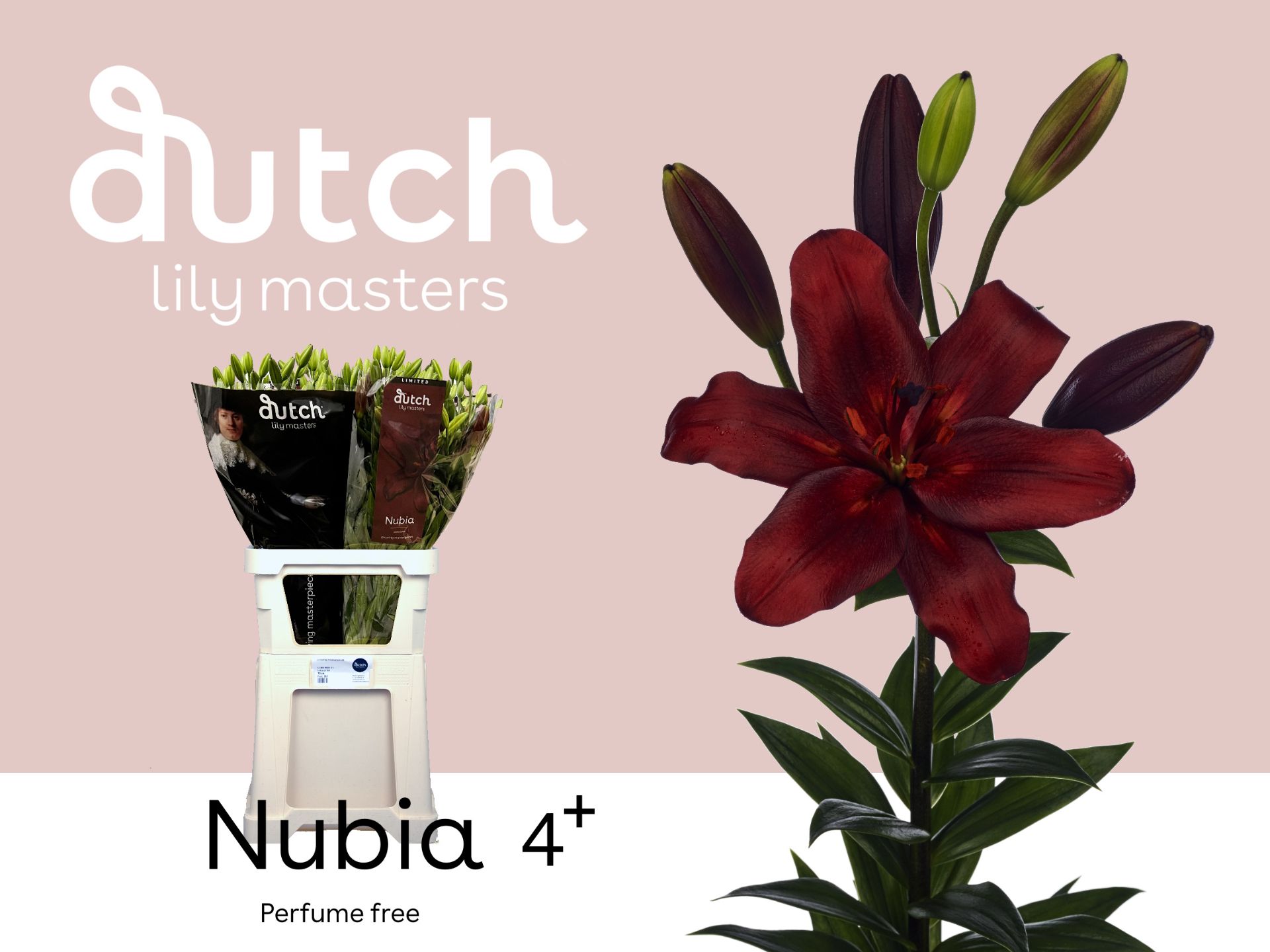 Лилия Нубия 90, шт.