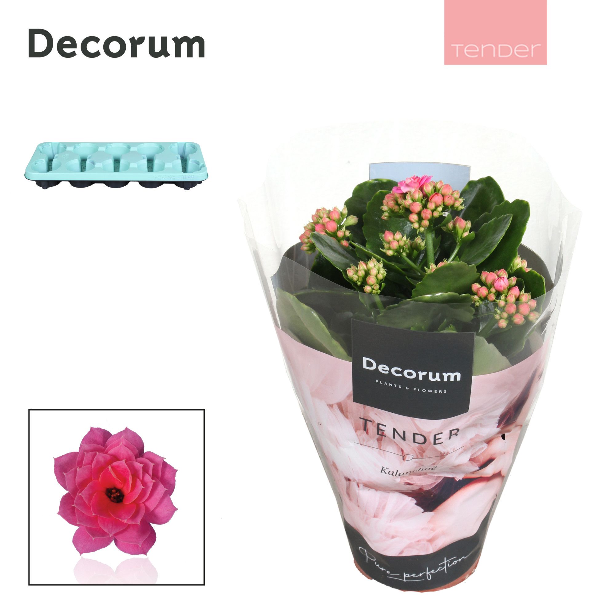 Kalanchoe Decorum TENDER- Serenity Pink, D 10,5 cm