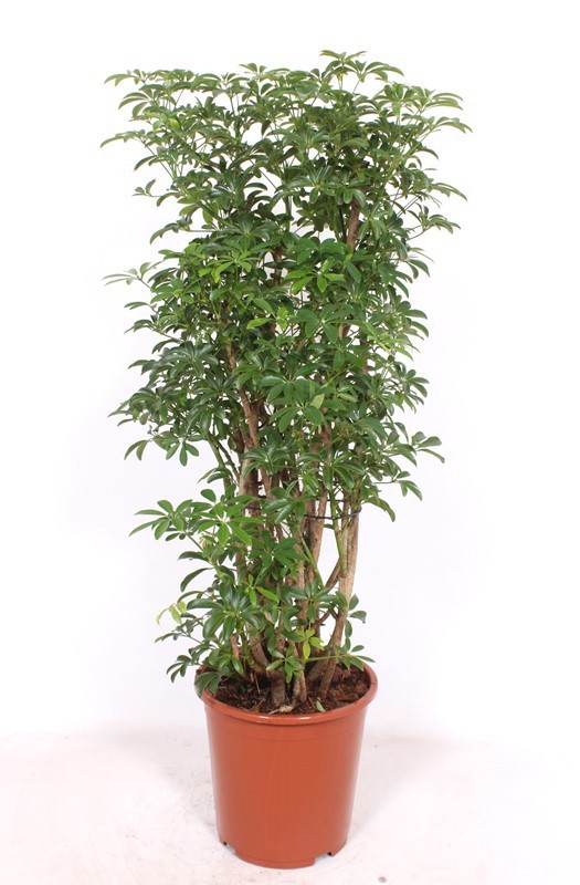 Schefflera arboricola 'Luseana', D 27 cm