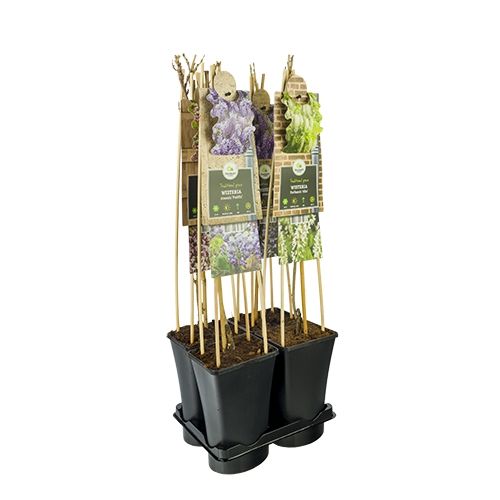 Mixtray Wisteria +3.0 label, D 17 cm
