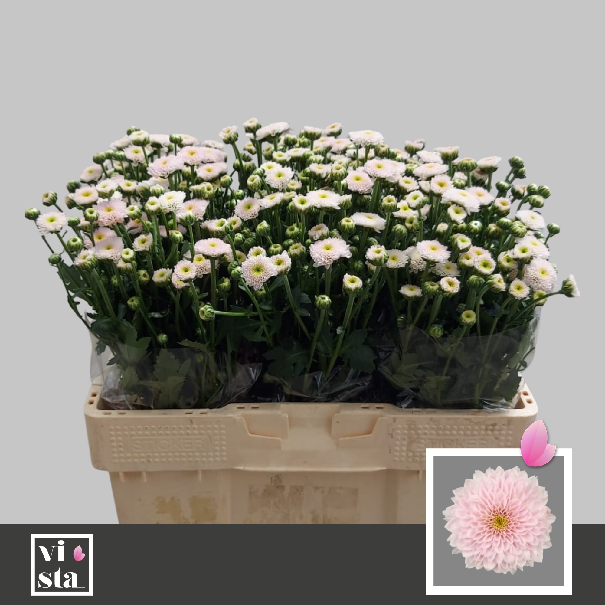 Сантини Миллер Перл, шт.