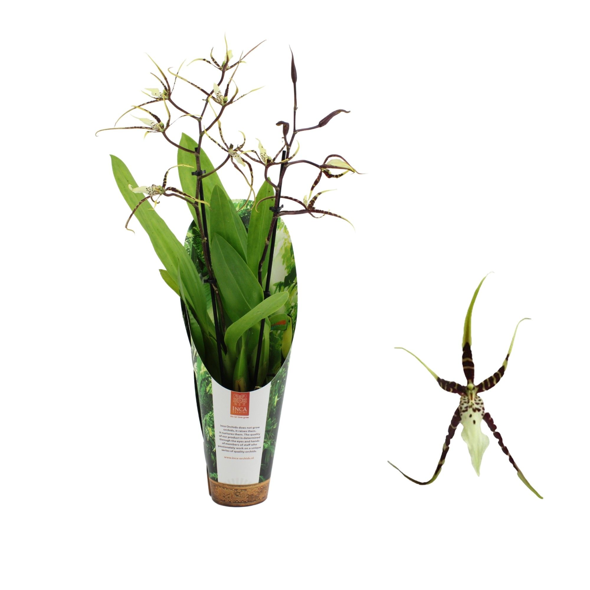 Inca Brassia Toscane 2 spike 9cm in luxury jungle cover, D 9 cm