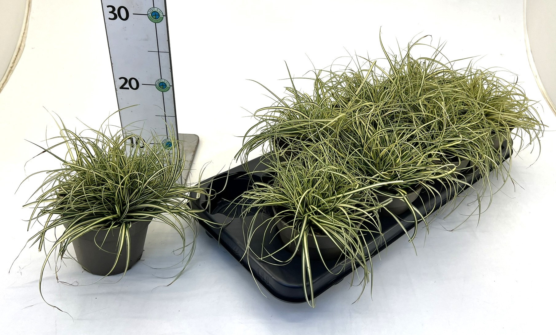 Carex 'Evergold', D 12