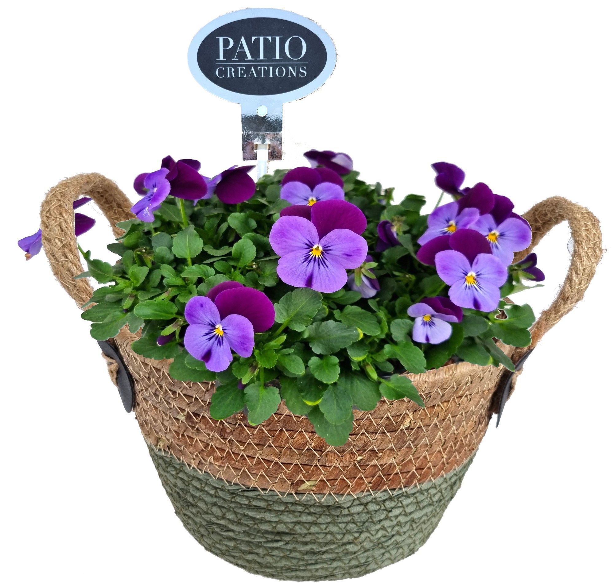 V793-9323 Viola Tess mand S, D 22