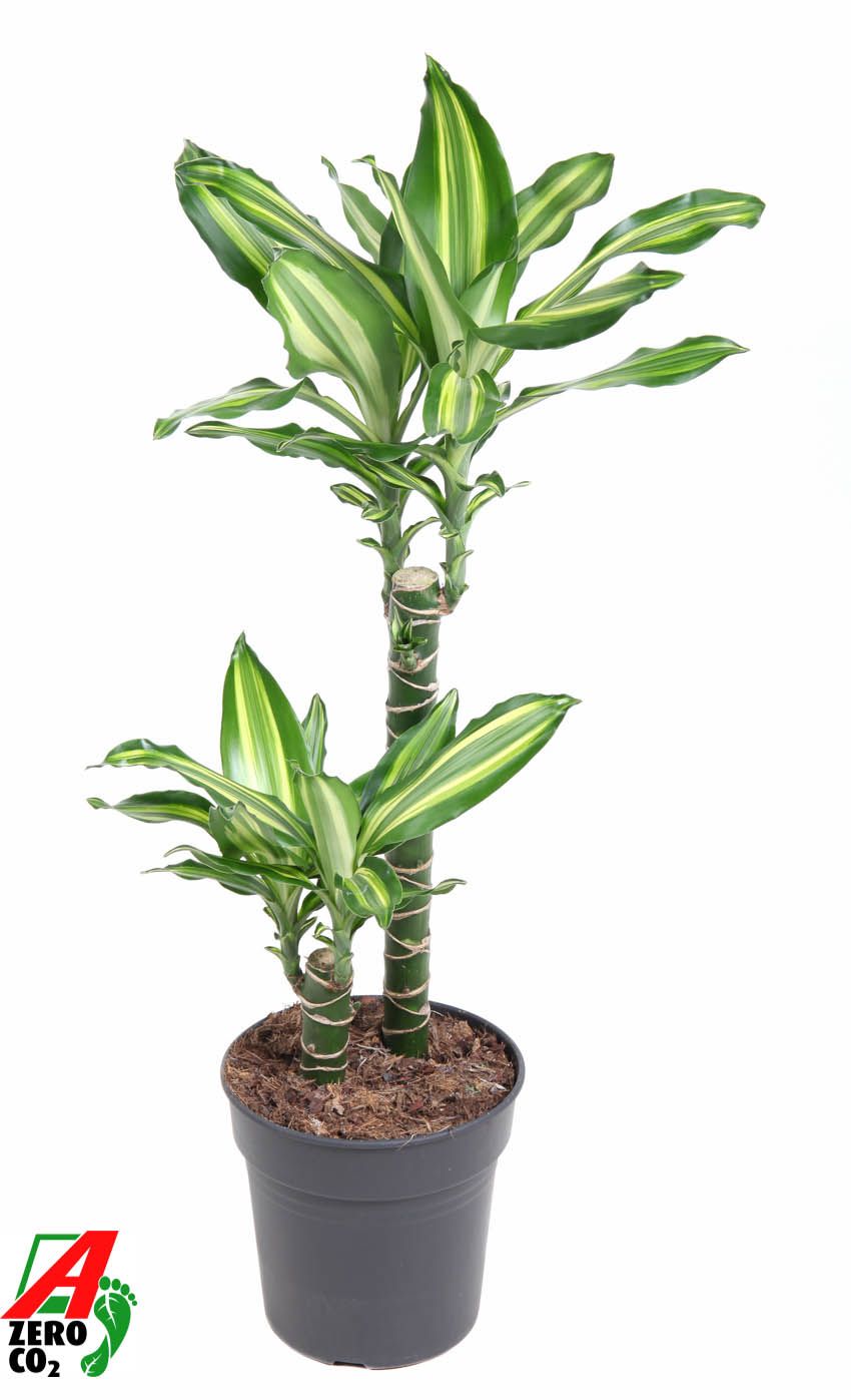 Dracaena Silver Dream 45-15, D 19