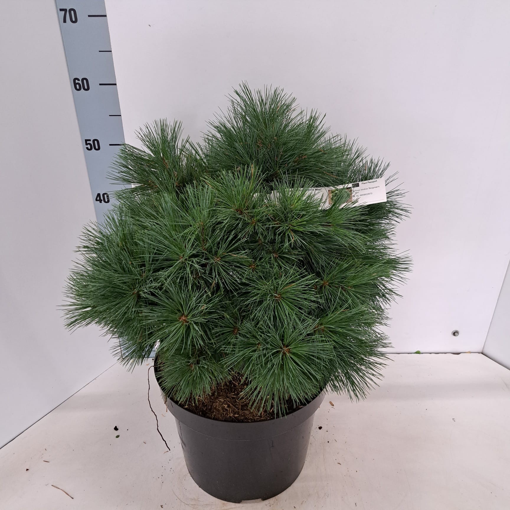 Pinus strobus 'Bergman's Mini', D 29