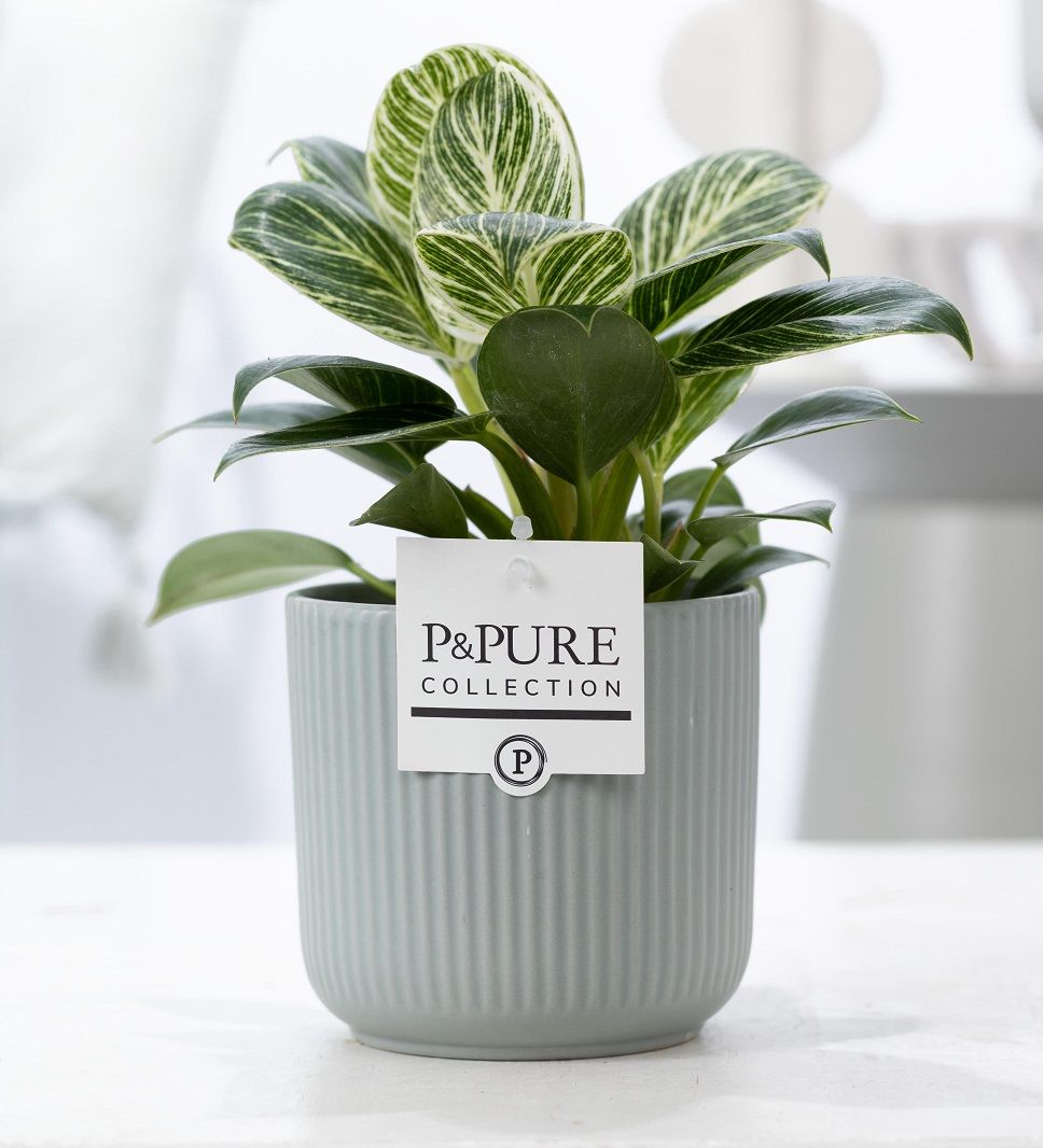 Philodendron White Wave in P&PURE Sophie ceramics green, D 12