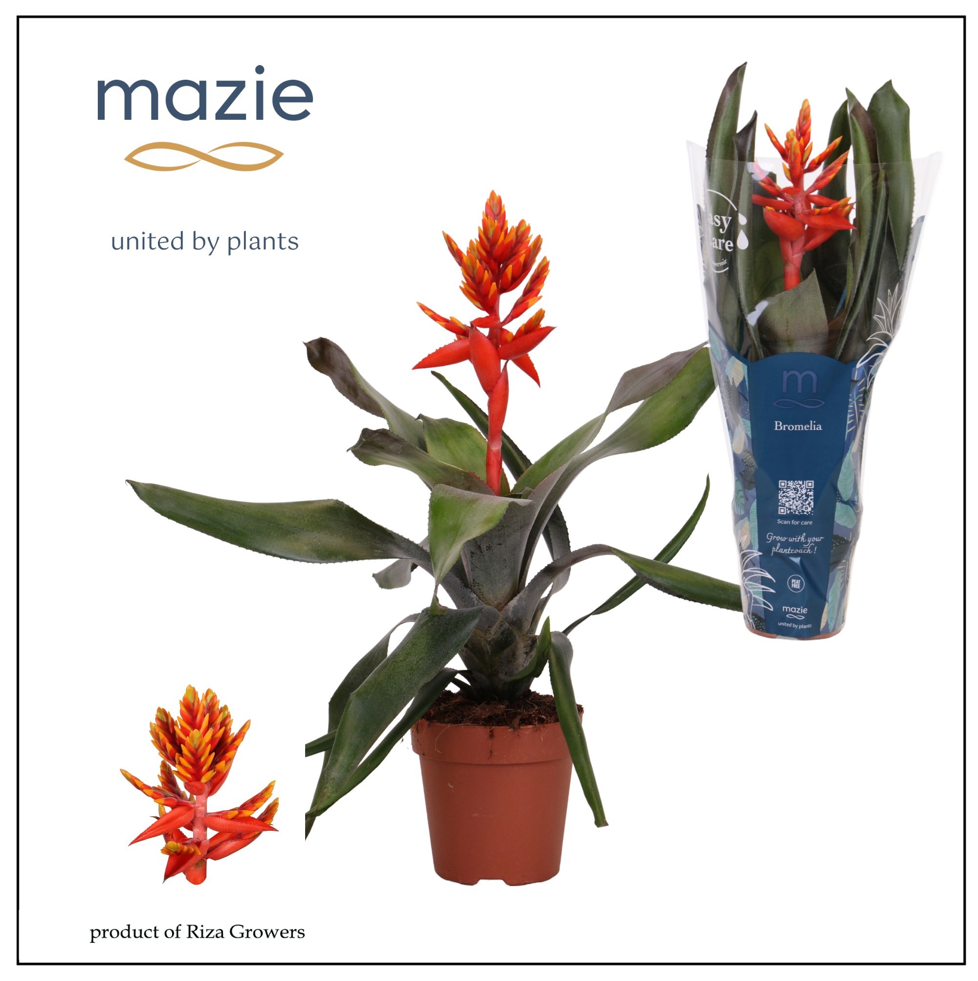 Aechmea Pepita Elegant Flames - 12cm | Mazie, D 12 cm Aechmea Pepita Elegant Flames - 12cm | Mazie, D 12 cm