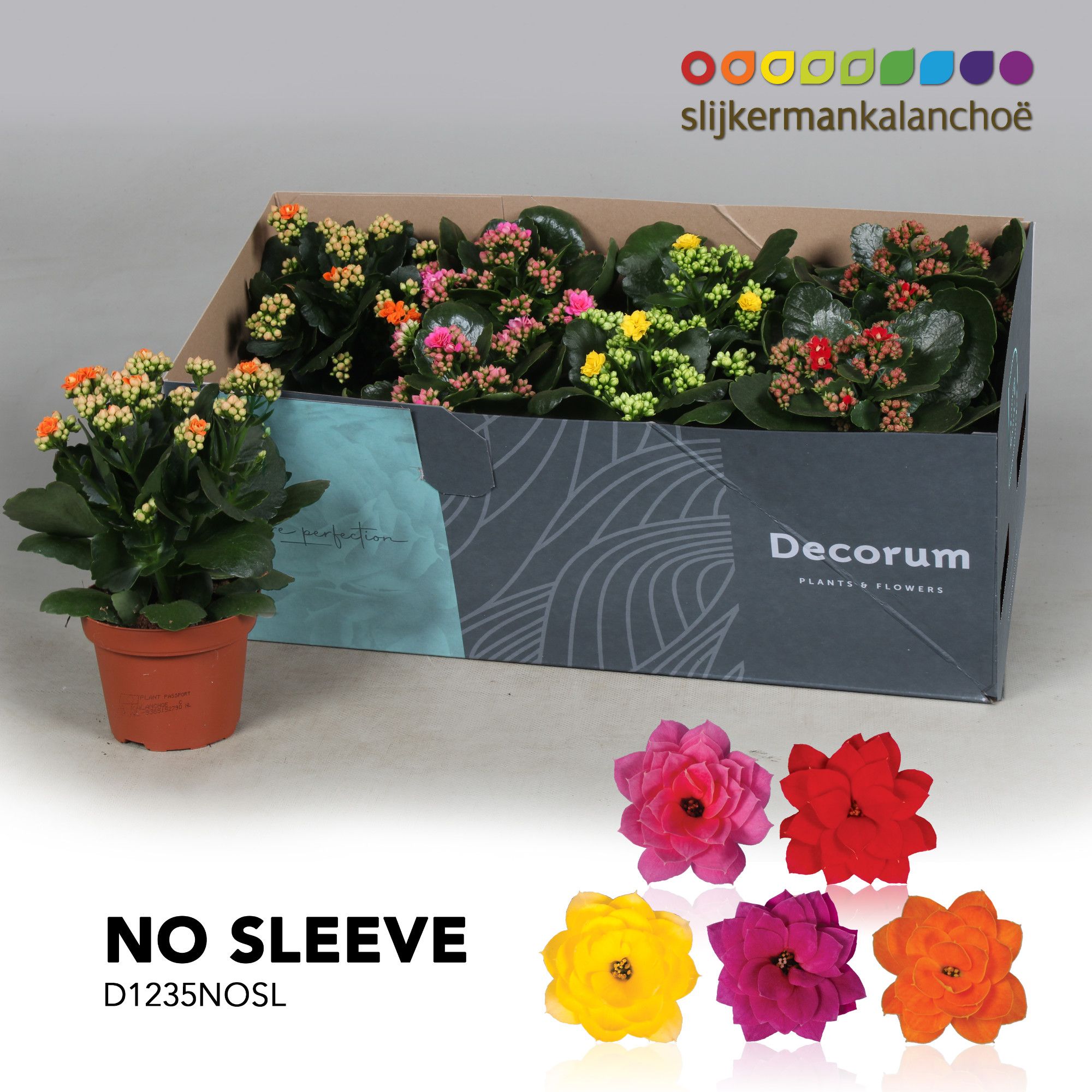 Kalanchoe No Sleeve - Mix 12cm, D 12