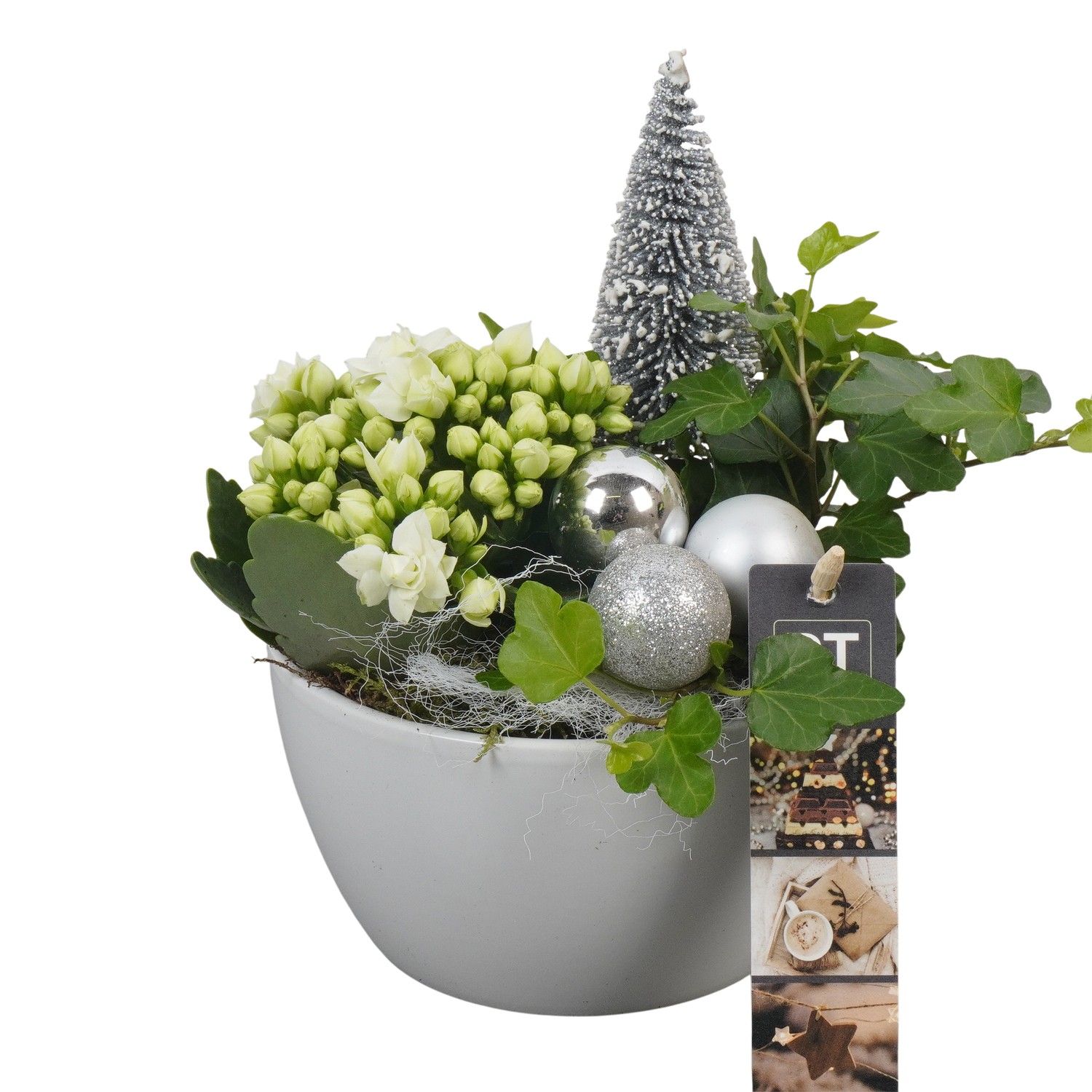 PTCHW4301 Arrangement Christmas White in keramiek schaal, D 14 cm