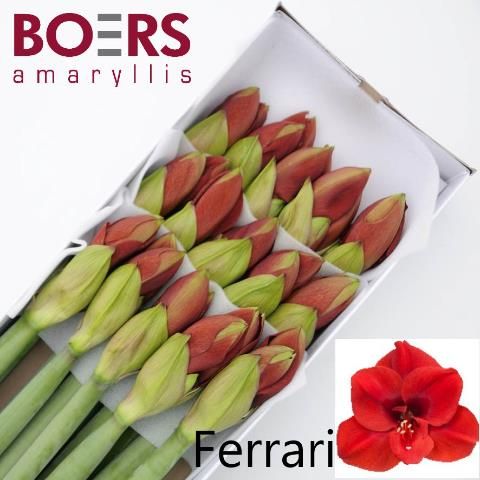 Амарилис Феррари (красн.) x15, шт.