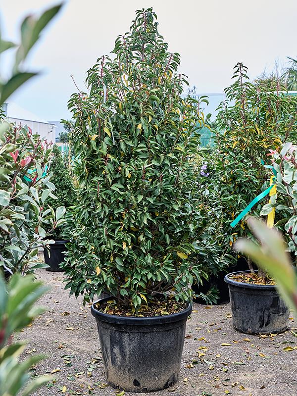 Prunus lusitanica 'Angustifolia' (200-220), D 55